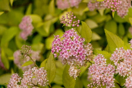 Closeup of Pink Flowers