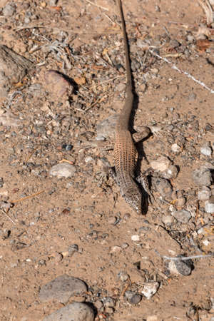 Lizard Sunning Himselfの写真素材