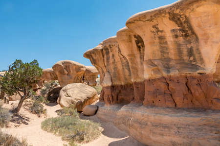 Windscreen for the Gardenの写真素材