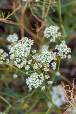 White Flowers at Park Avenue Trailの写真素材