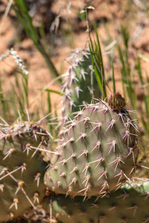 Lone Cactus at Windows Sectionの写真素材