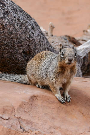 Squirrel on Devils Garden Trailの写真素材