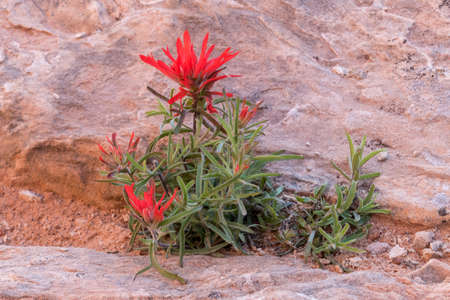Indian Paintbrush Park Avenue Trailの写真素材