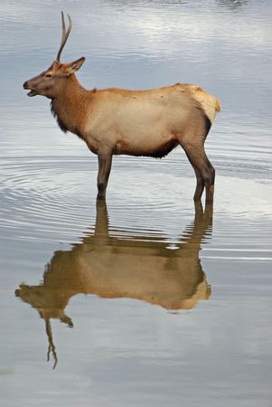 A elk standing in a lake at Rocky Mountain National Parkの写真素材