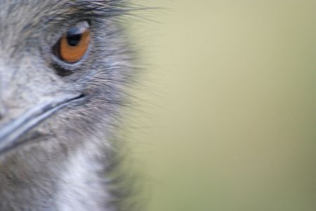 A closeup shot of a bird looking at the camera