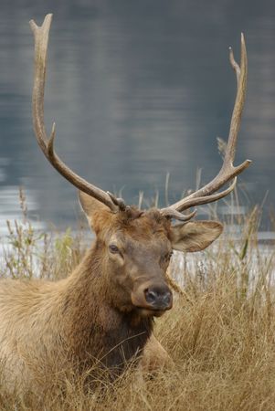 A Elk sitting by a lake in Coloradoの写真素材