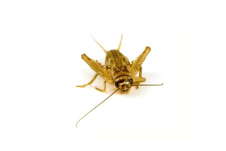 a macro shot of a cricket on a white background