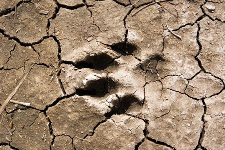 a dog footprint in dried mud, going westの写真素材