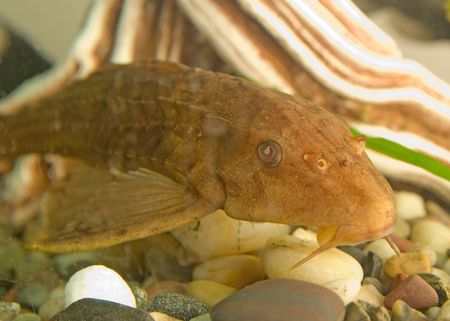 A catfish swimming in a aquarium, in a houseの写真素材