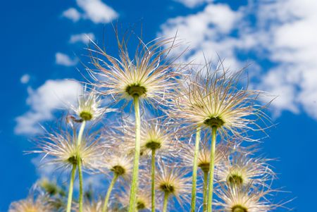 plants growing up and into the skyの写真素材