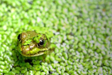 A frogs head sticking out of a pond with green plantsの写真素材
