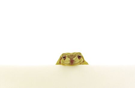 a green frog looking over a white wall on white backgroundの写真素材
