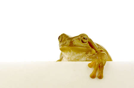 A green frog climbing over a white wallの写真素材