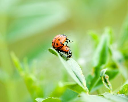 two ladybugs climbing on each other on a leafの写真素材