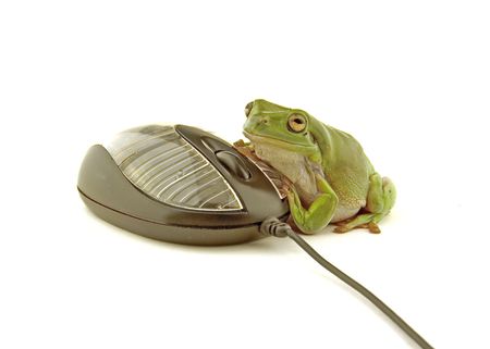 a green frog using a computer mouseの写真素材