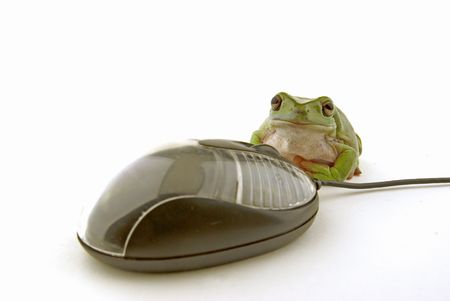 a computer mouse being used by a green frog