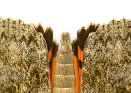A macro shot of a moths wings on white backgroundの写真素材