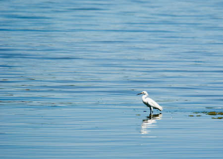 A bird sitting in shallow water in a lake