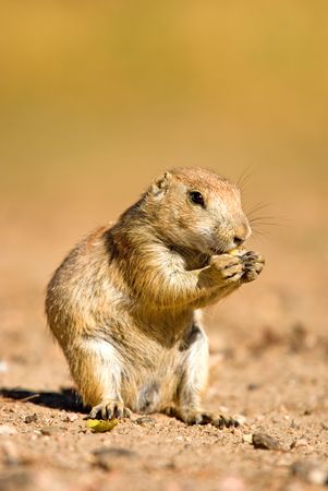A prairie dog stand up and eating food