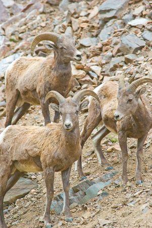 Big horn sheep in Colorado standing outside