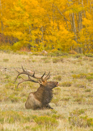 A bull elk in fall colors in Coloradoの写真素材