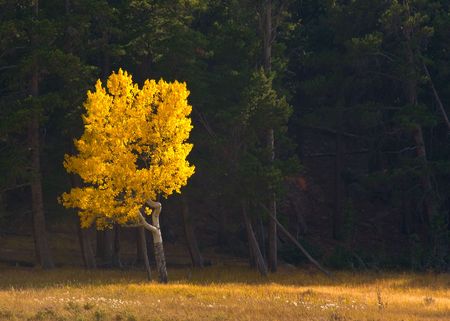 The colors of fall with changing leavesの写真素材