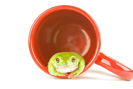A green frog in a red coffee cup isolated on whiteの写真素材