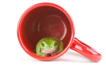 A green frog in a red coffee cup isolated on whiteの写真素材