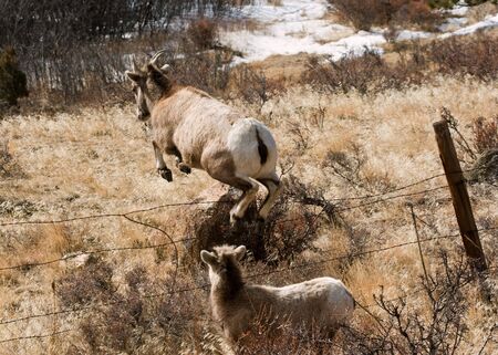 Wild big horn sheep standing on a hillsideの写真素材