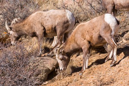 Wild big horn sheep standing on a hillside