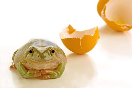 A frog just hatched from a egg on whiteの写真素材