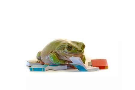 A green frog reading a book on white backgroundの写真素材