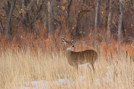 A deer standing in the Colorado snowの写真素材