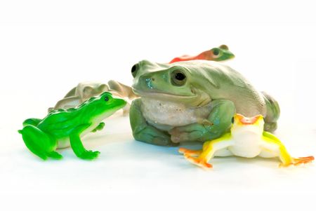 Frogs on white background, one realの写真素材