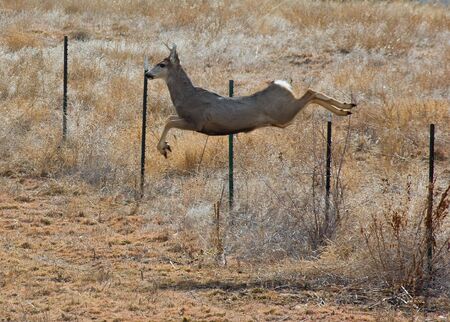 Deer jumping over a wire fence in a Colorado fieldの写真素材