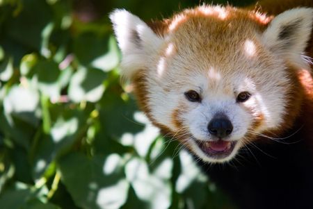 A red fox looking at you from a zooの写真素材