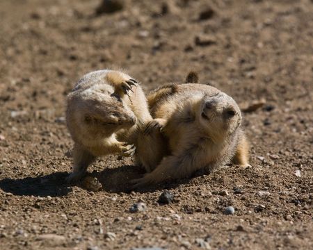 Prairie dogs in the wild fighting to show who is boss