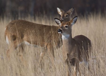 Two wild deer standing in the grass in Coloradoの写真素材