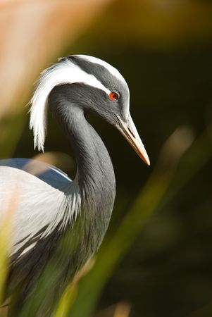 Red eye birdの写真素材