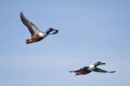 Ducks migrateing by a lake in Colorado winterの写真素材