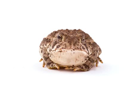 A Toad isolated on white background with unequal pupilsの写真素材