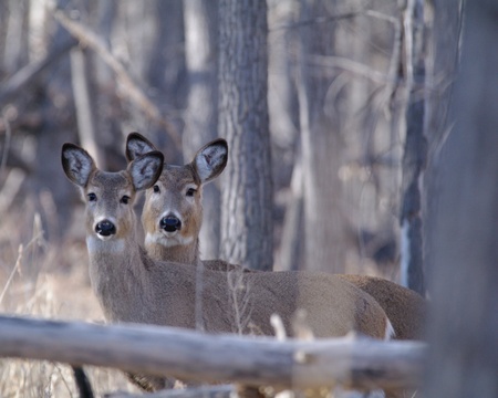 Wild deer standing in the Colorado woodsの写真素材