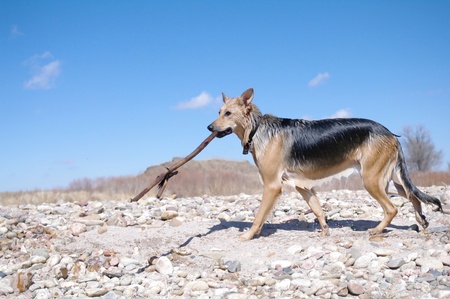 A wet dog walking with a big stick in Coloradoの写真素材