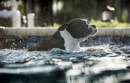 dog playing in the swimming poolの写真素材