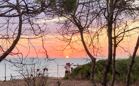 Sunset from a pine grove in the province of Cadiz in southern Spain.の写真素材