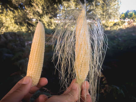 Two baby corns before been eaten. One of them has a hairy look.の写真素材