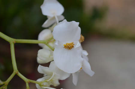 White orchid
