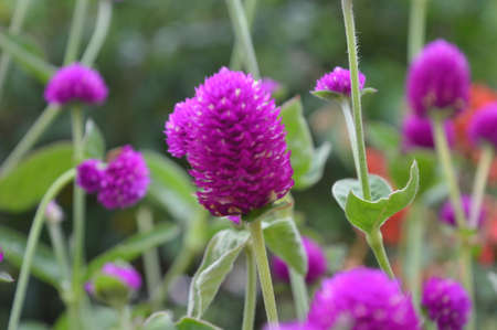 purple flowers