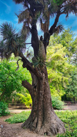 Tree in the botanical garden of Valencia
