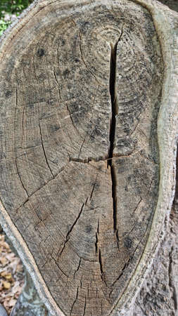 Old tree trunk cut and felled in the botanical garden of Valenciaの写真素材